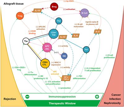 Donor-Specific Blood Transfusion in Lung Transplantation